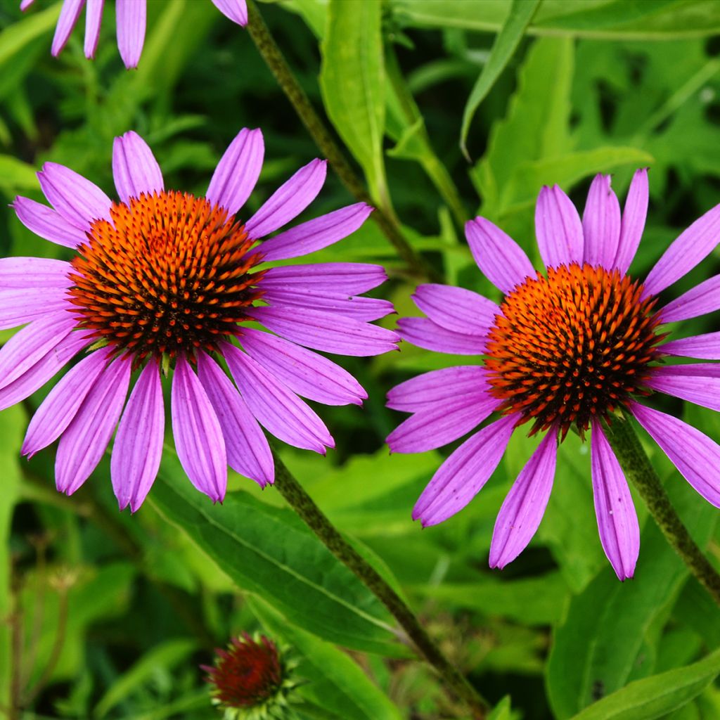 Echinacea purpurea Maxima