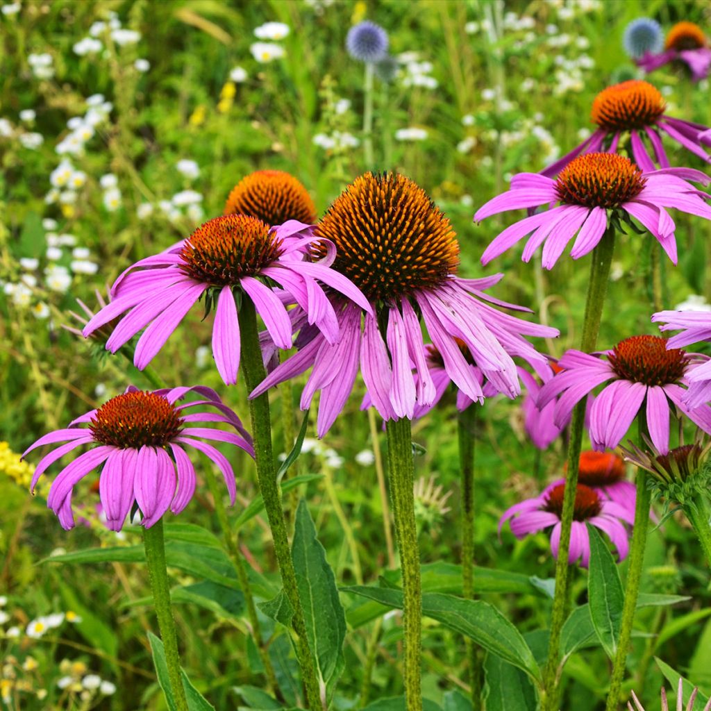 Echinacea purpurea Maxima