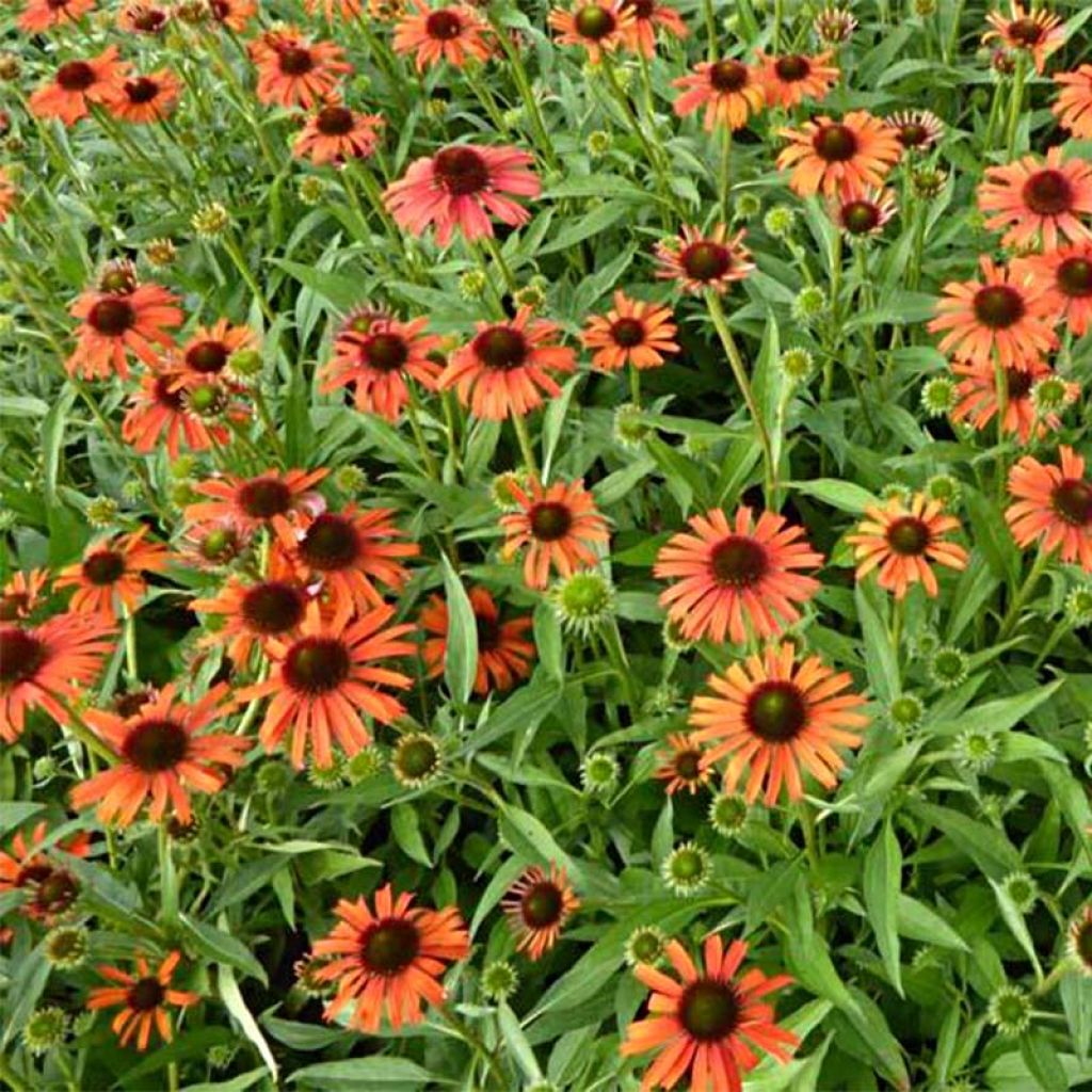 Echinacea Butterfly Orange Skipper