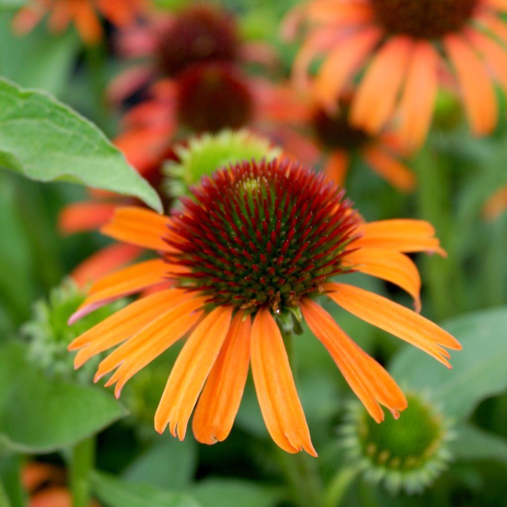 Echinacea Butterfly Orange Skipper