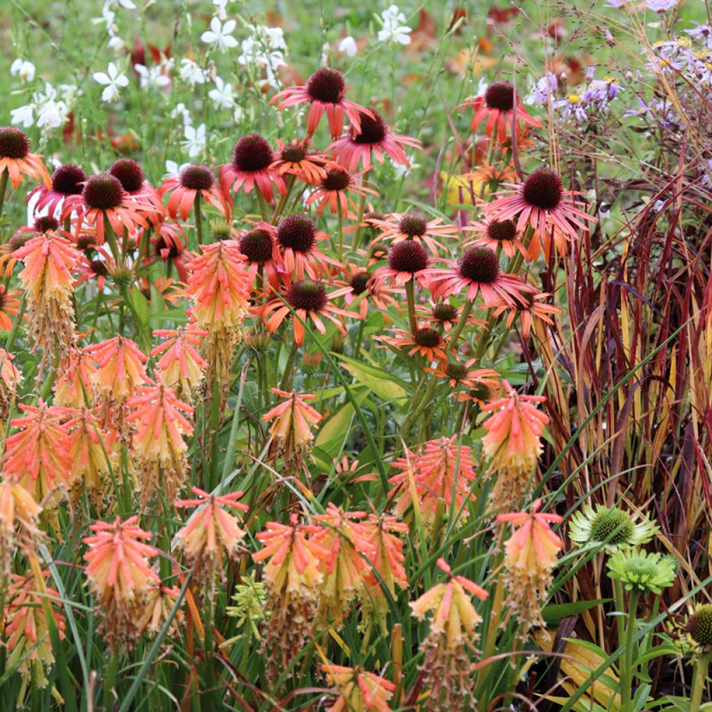 Echinacea Butterfly Orange Skipper