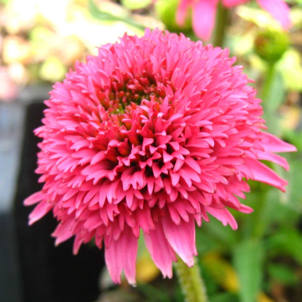 Echinacea Piccolino - Rudbeckia pourpre