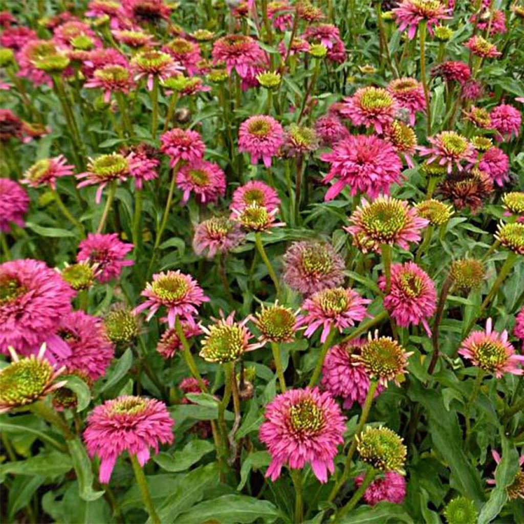 Echinacea Piccolino - Rudbeckia pourpre