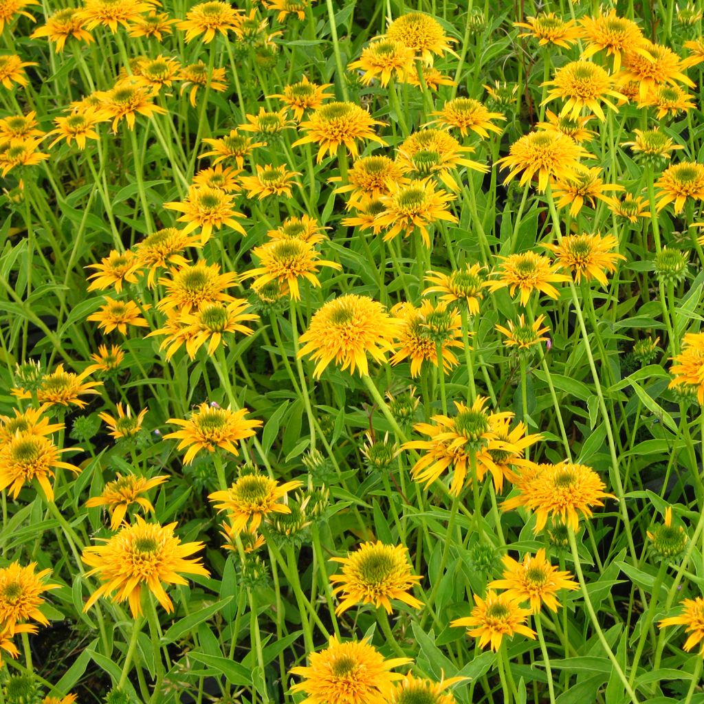 Echinacea Secret Glow - Rudbeckia pourpre