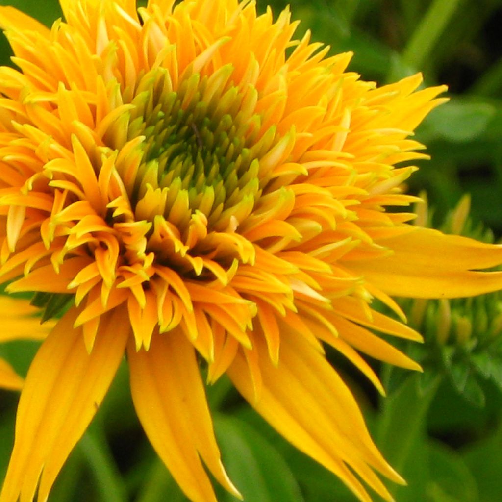 Echinacea Secret Glow - Rudbeckia pourpre