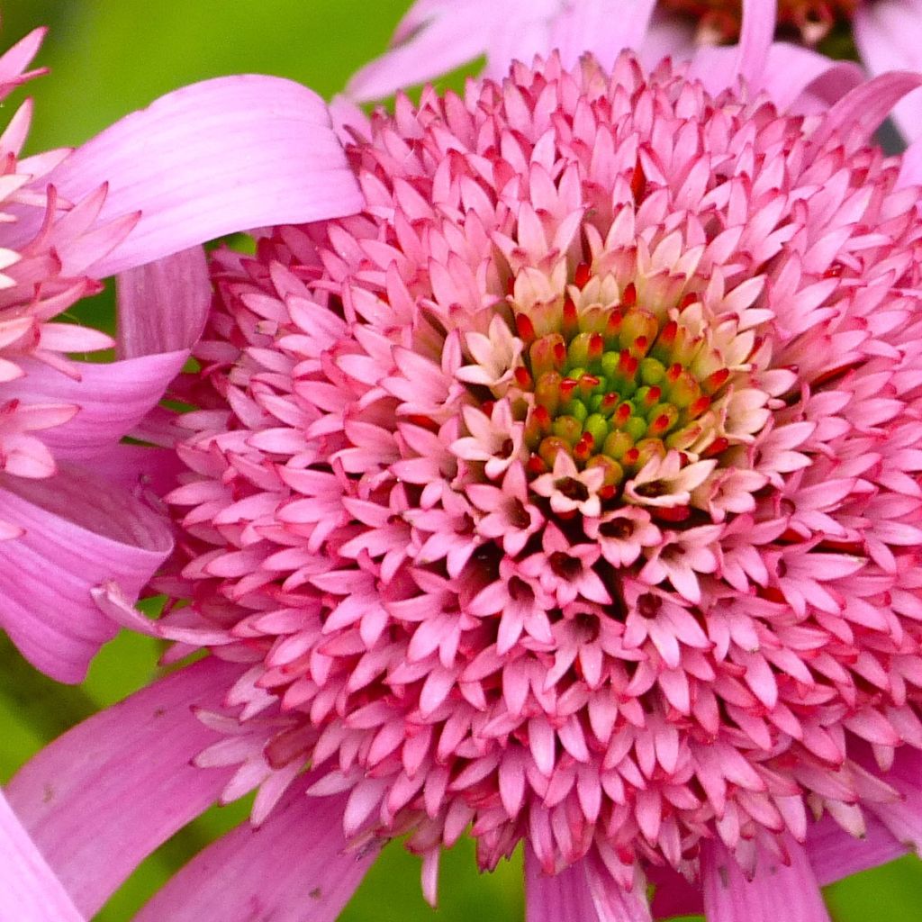 Echinacea Secret Romance - Rudbeckia pourpre 