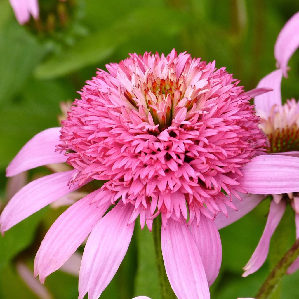 Echinacea Secret Romance - Rudbeckia pourpre 