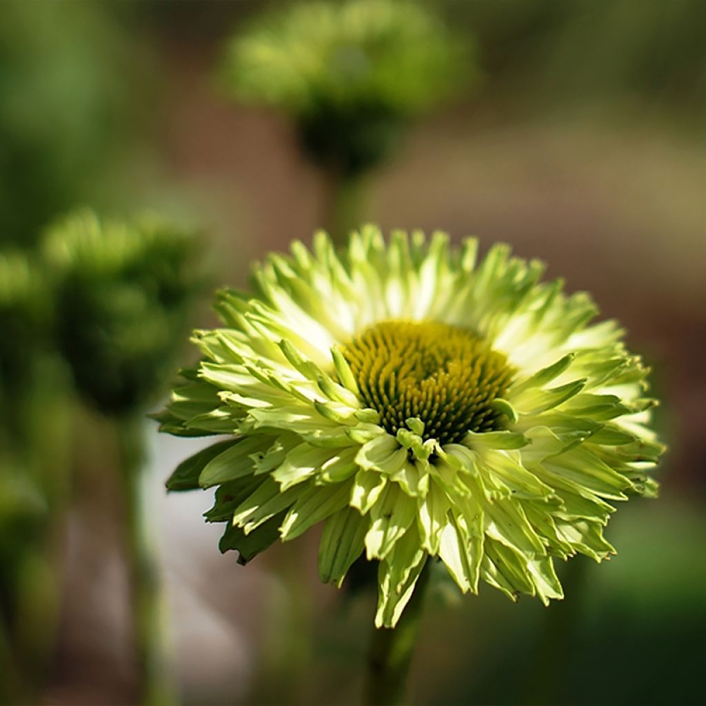 Echinacea purpurea SunSeekers Apple Green