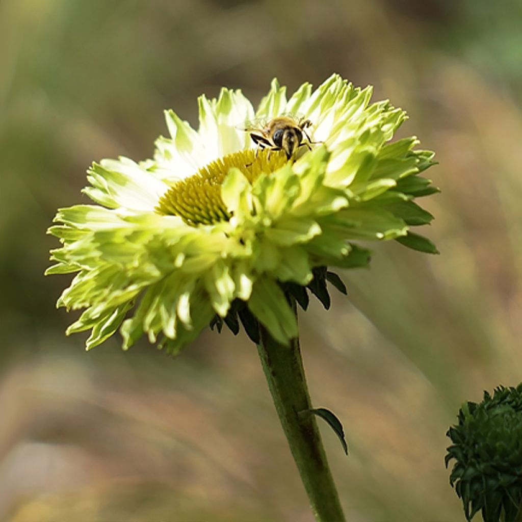 Echinacea purpurea SunSeekers Apple Green