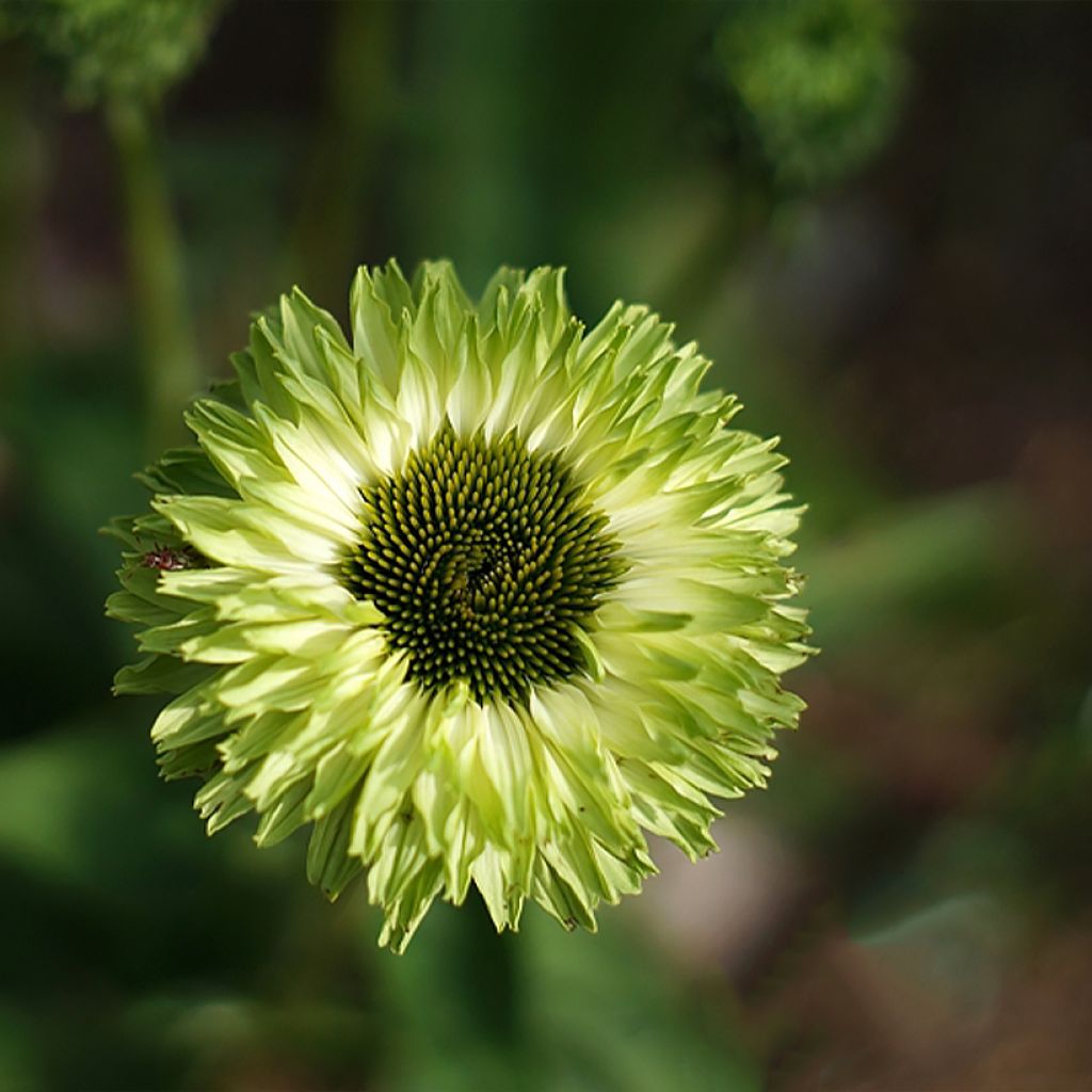 Echinacea purpurea SunSeekers Apple Green