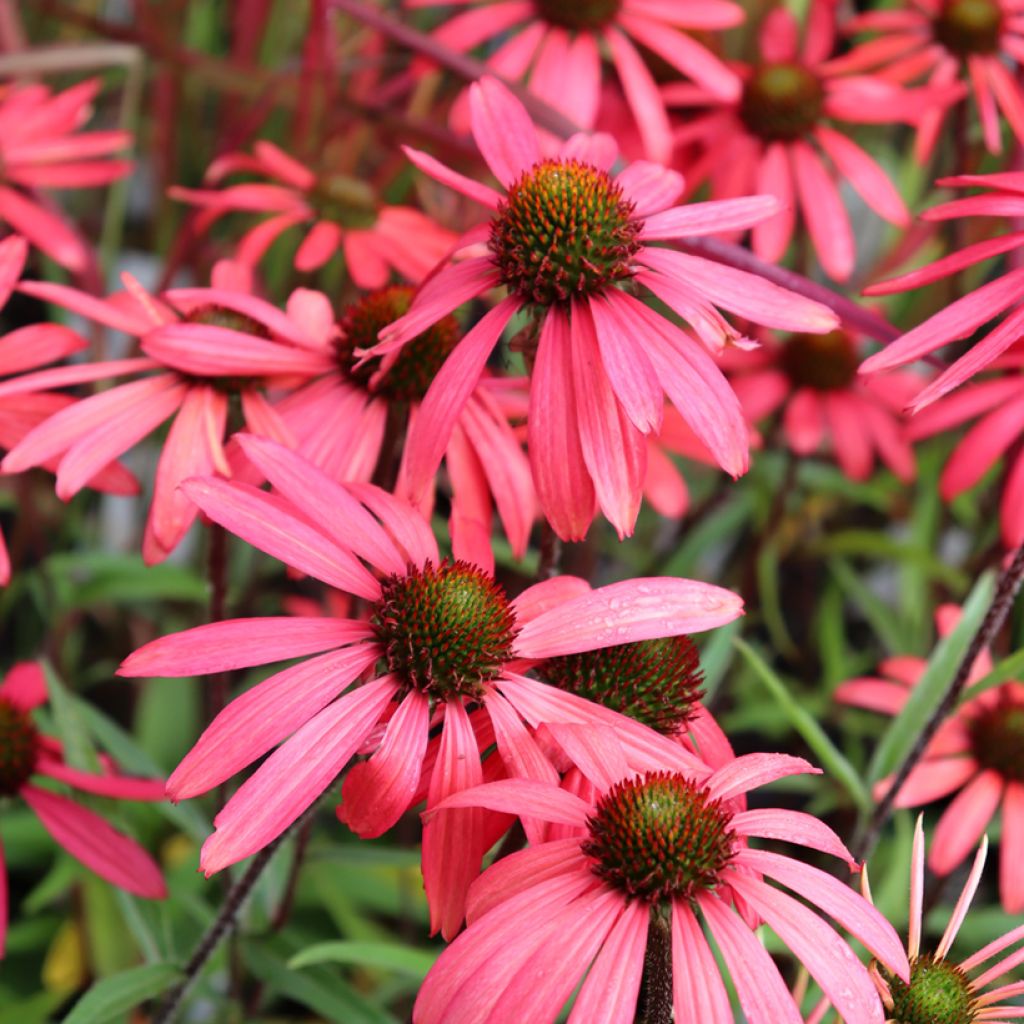 Echinacea purpurea SunSeekers Orange