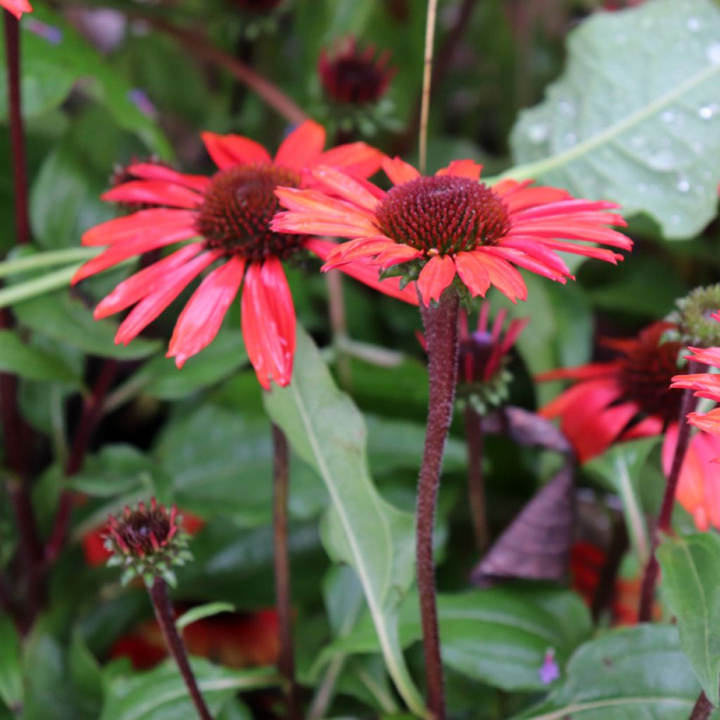 Echinacea purpurea SunSeekers Orange