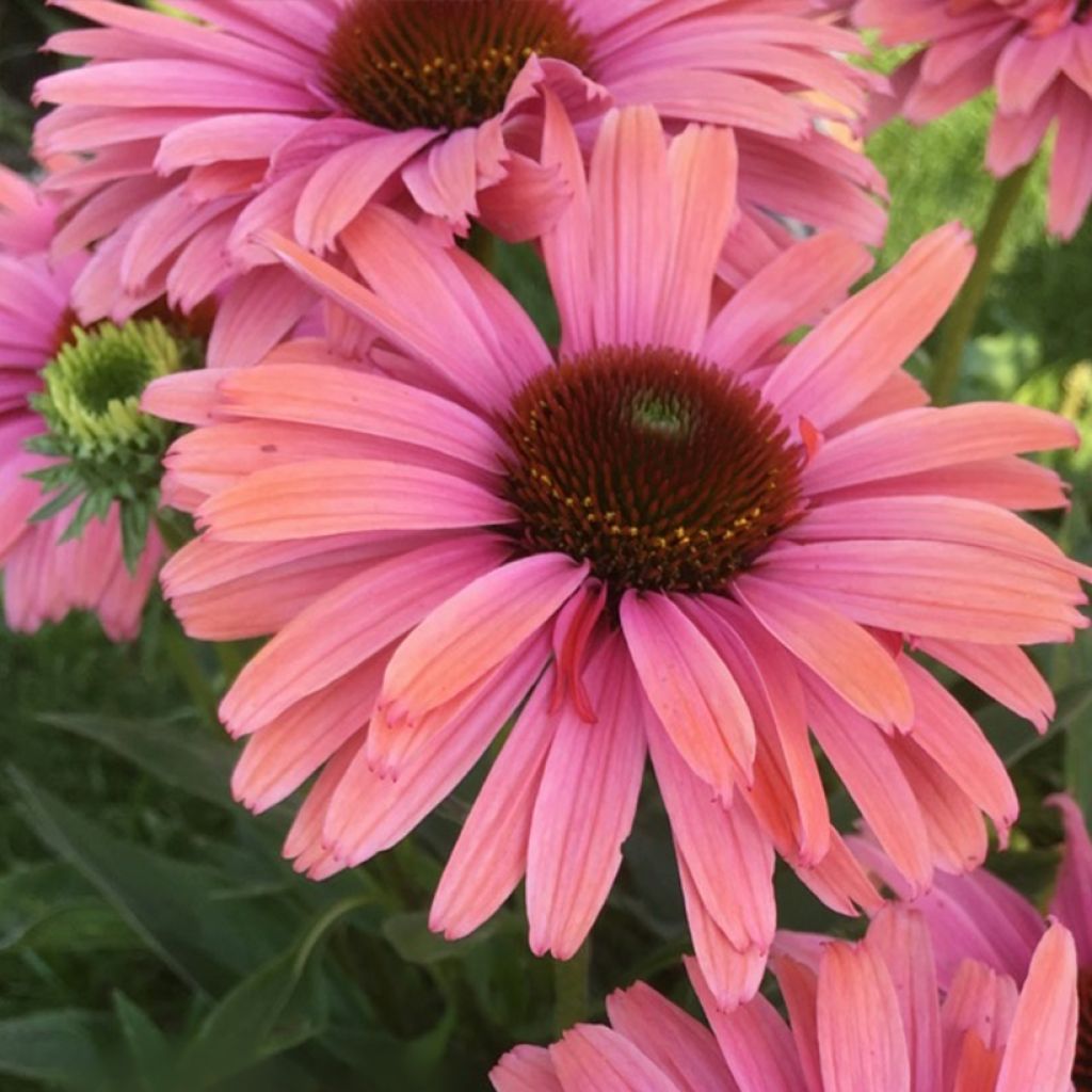 Echinacea Sunseekers Rainbow