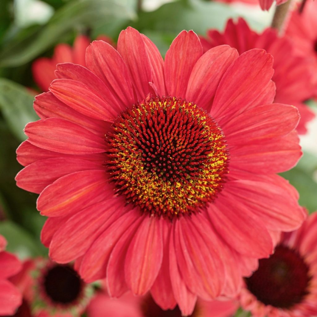 Echinacea purpurea SunSeekers Red