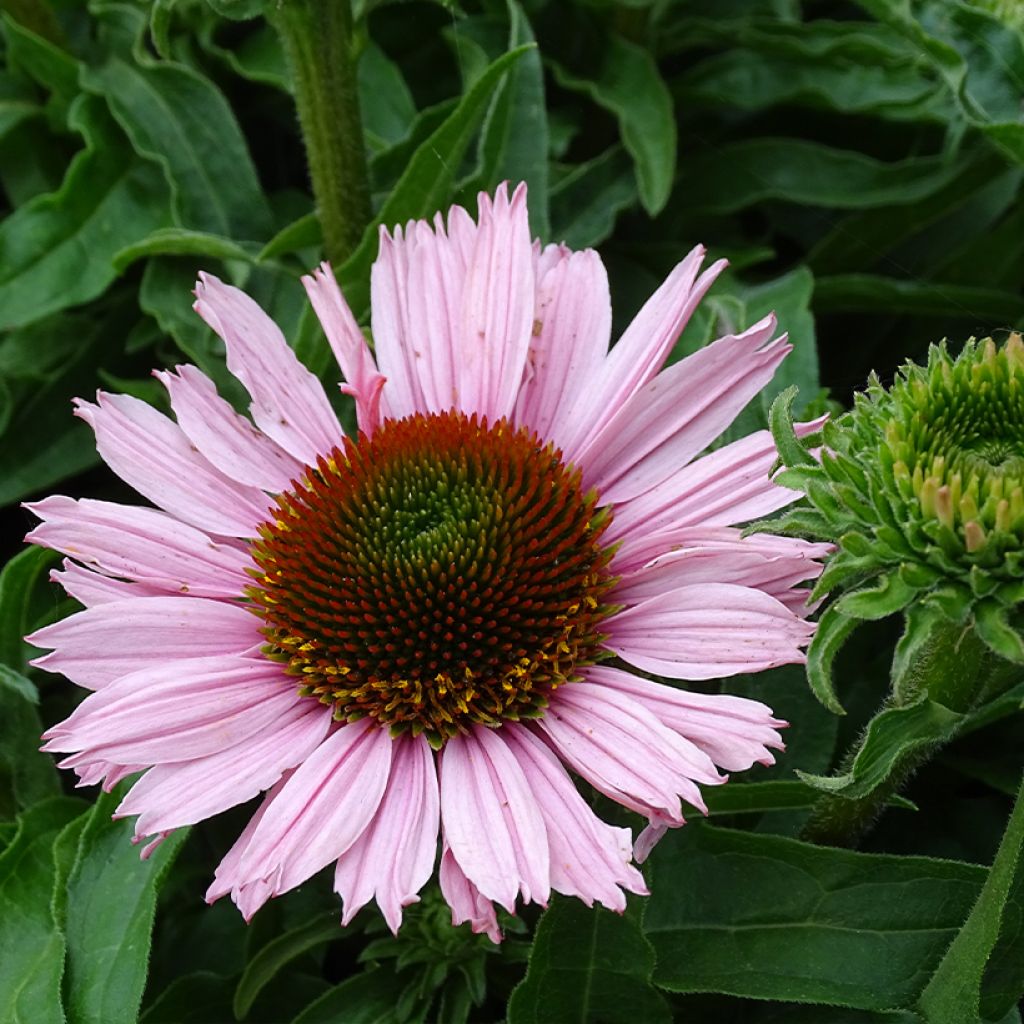 Echinacea SunSeekers Salmon - Echinacée