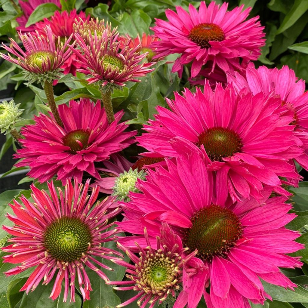 Echinacea purpurea SunSeekers Sweet Fucsia