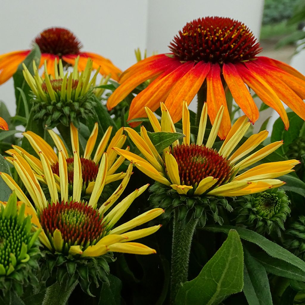 Echinacea Sunseekers Tequila Sunrise - Echinacée