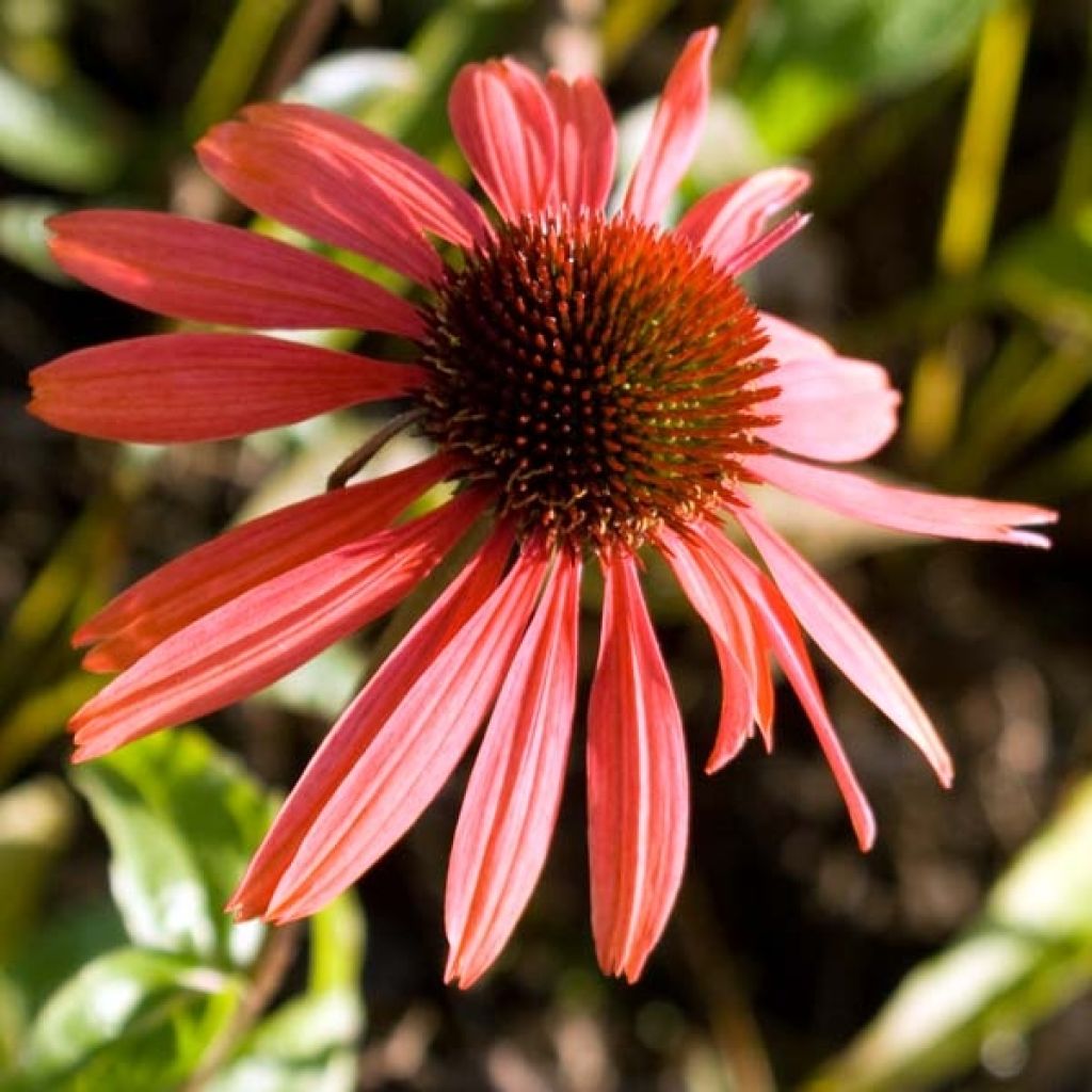 Echinacea purpurea Sundown