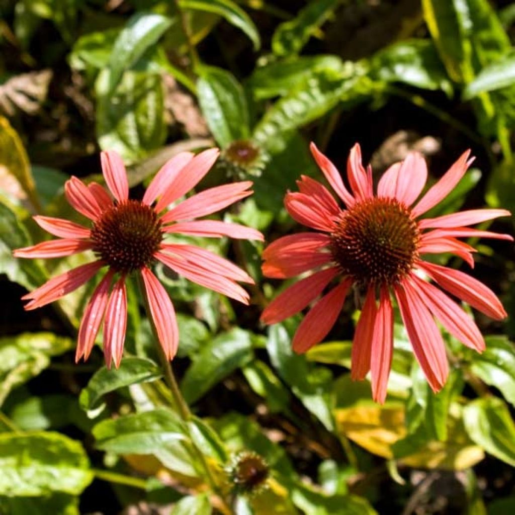 Echinacea purpurea Sundown