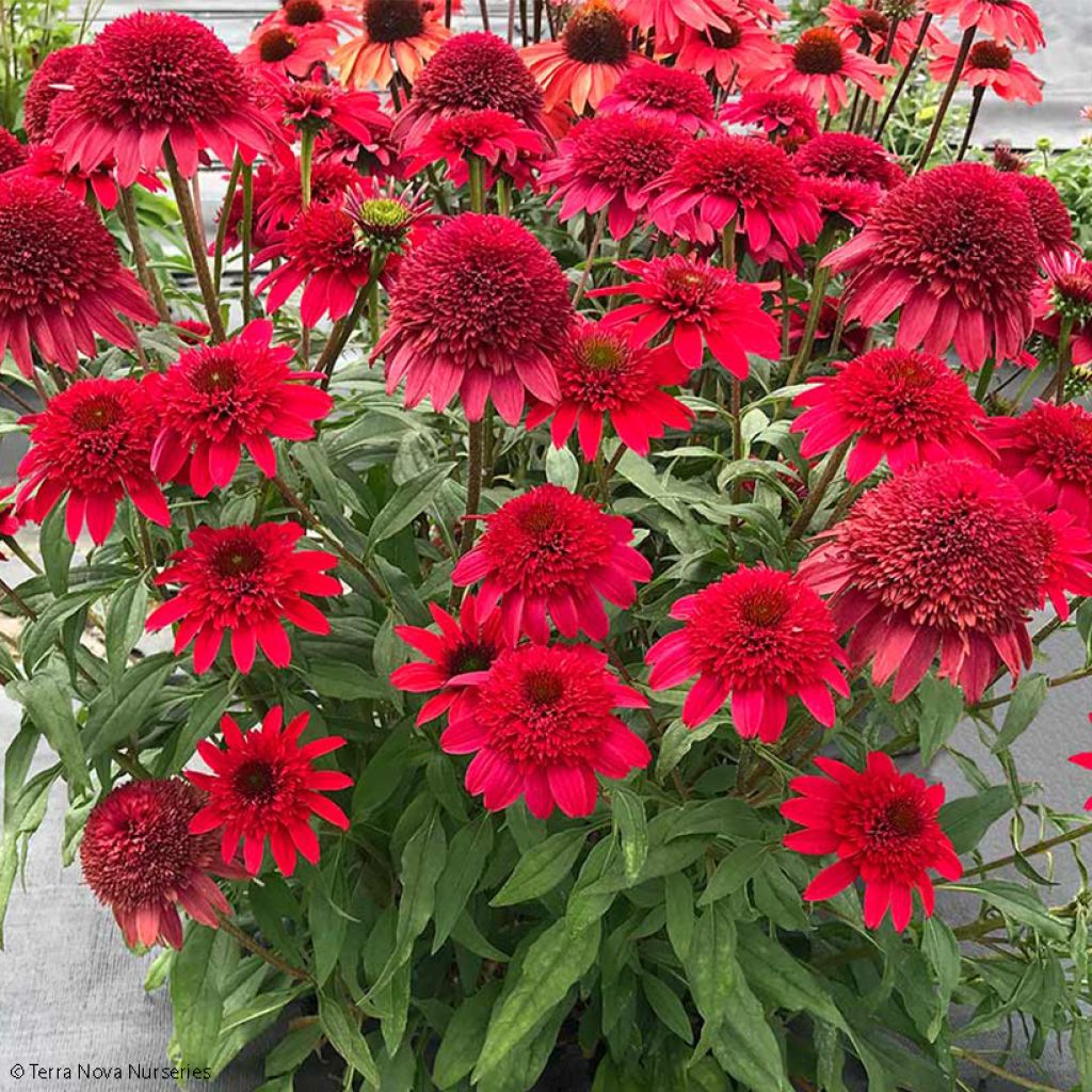 Echinacea Sunny Days Ruby - Rudbeckia 