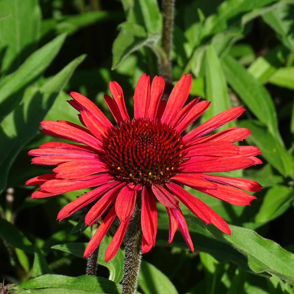 Echinacea purpurea SunSeekers Orange