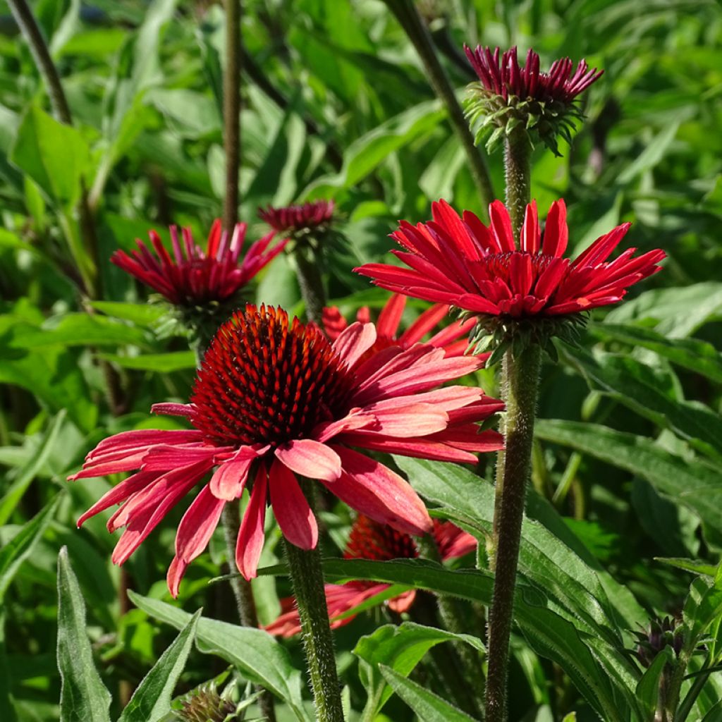 Echinacea purpurea SunSeekers Orange