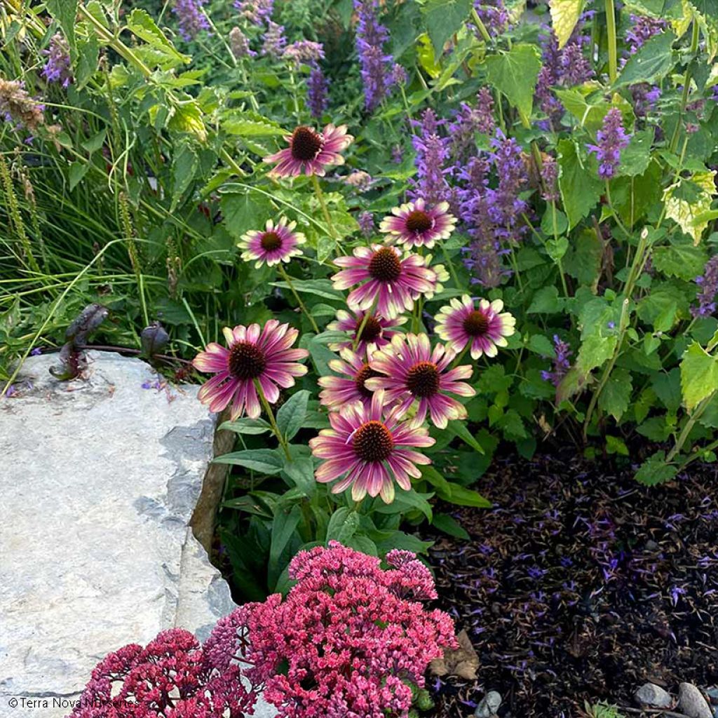 Echinacea Sweet Sandia - Rudbeckia