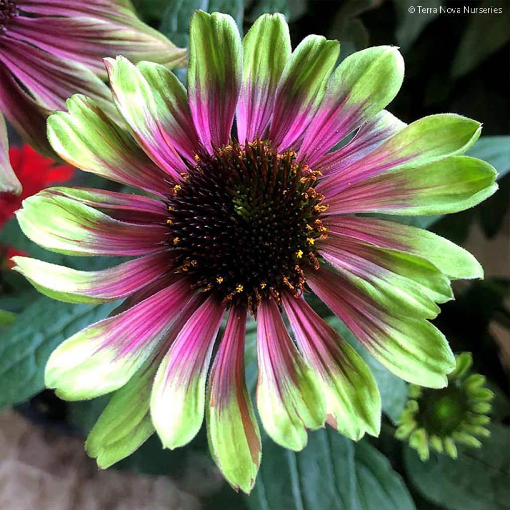 Echinacea Sweet Sandia - Rudbeckia