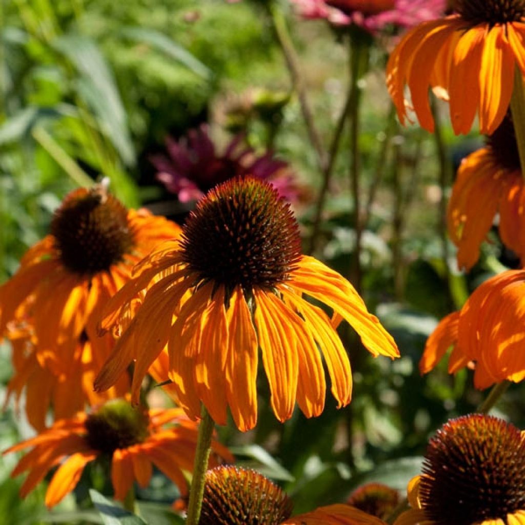 Echinacea Tangerine Dream - Rudbeckia pourpre