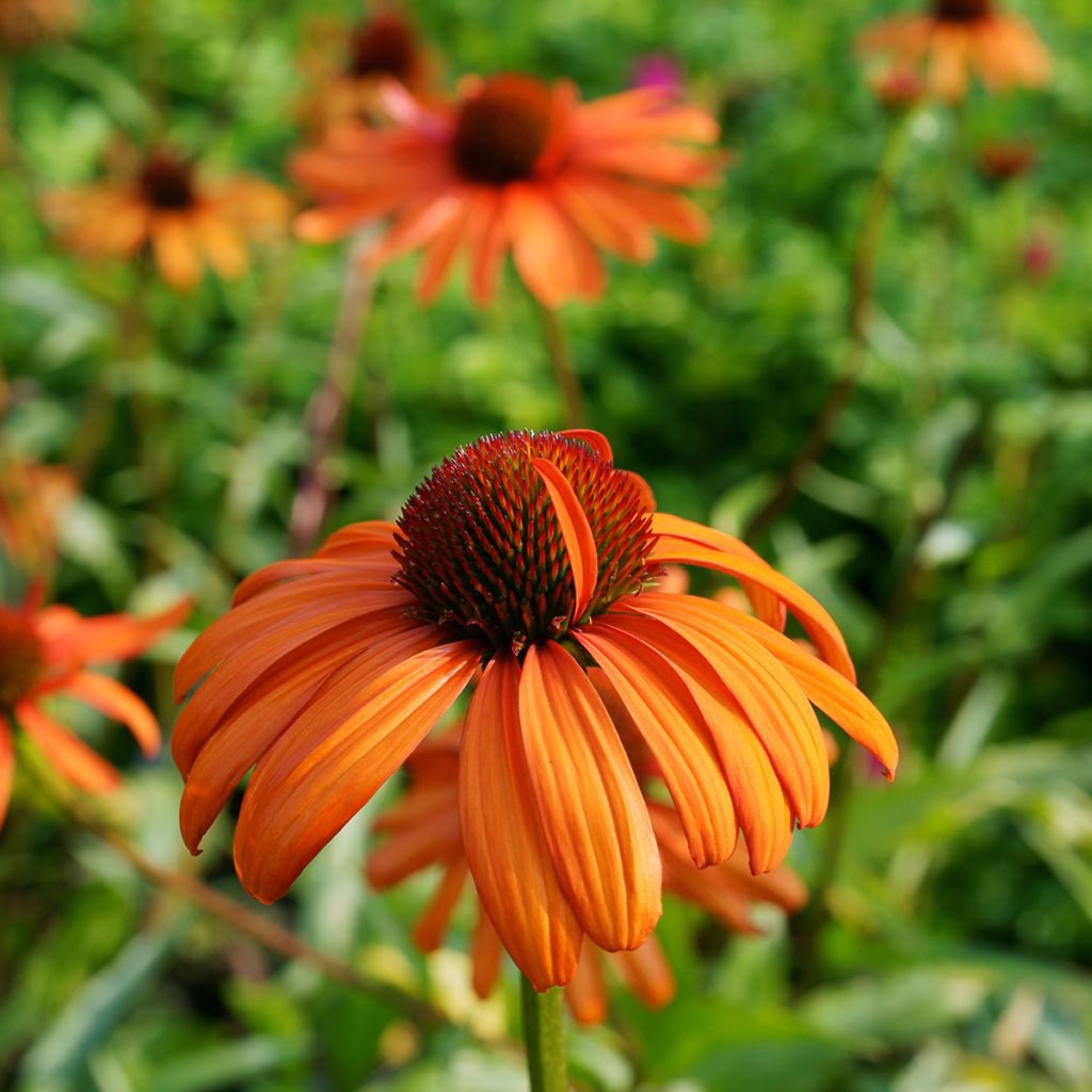 Echinacea Tiki Torch