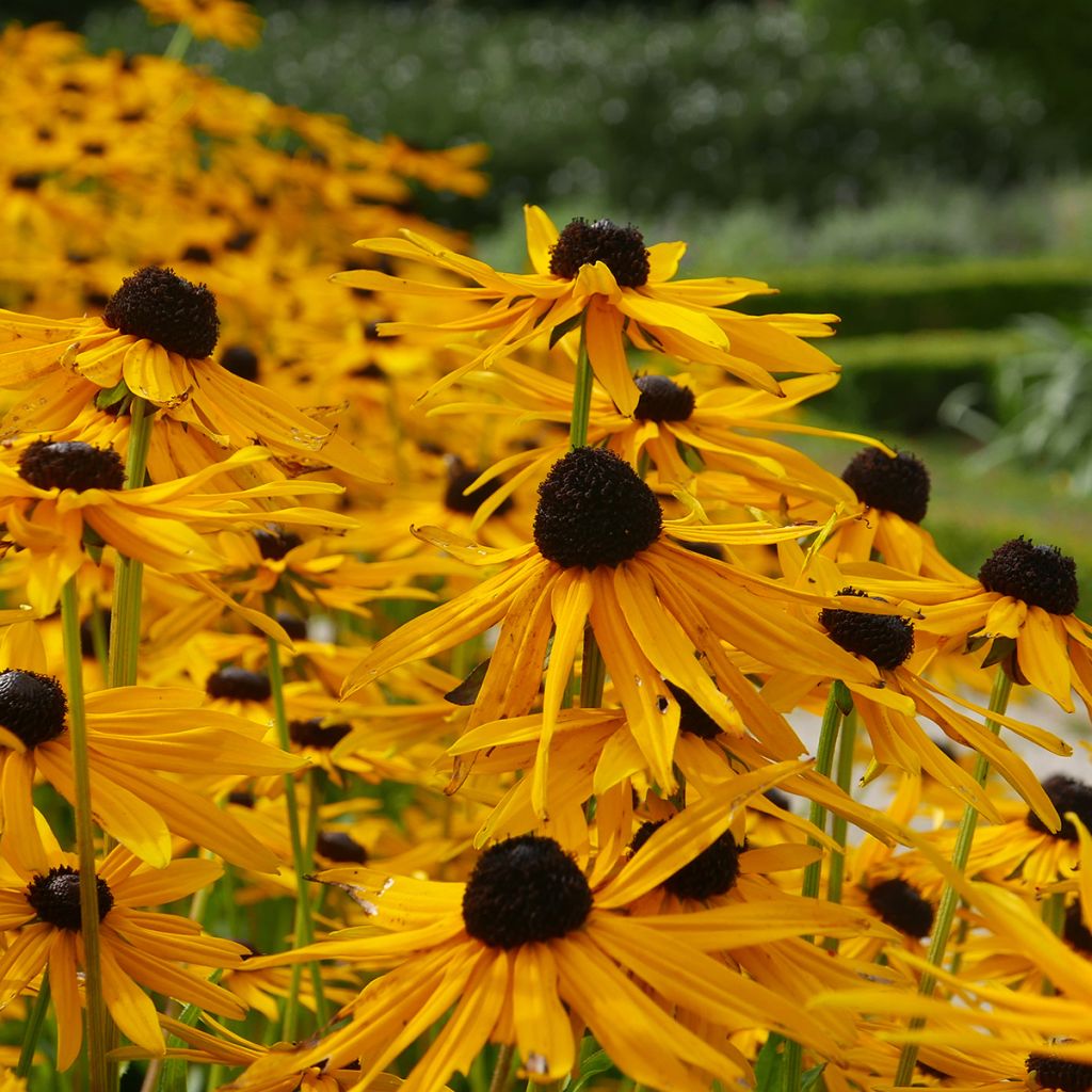 Echinacea Tiki Torch