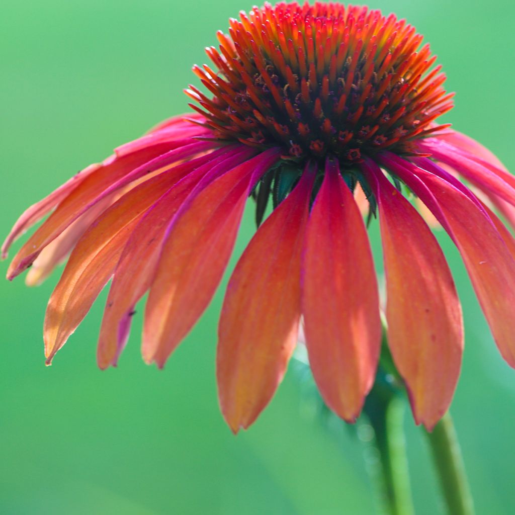 Echinacea purpurea Tomato Soup