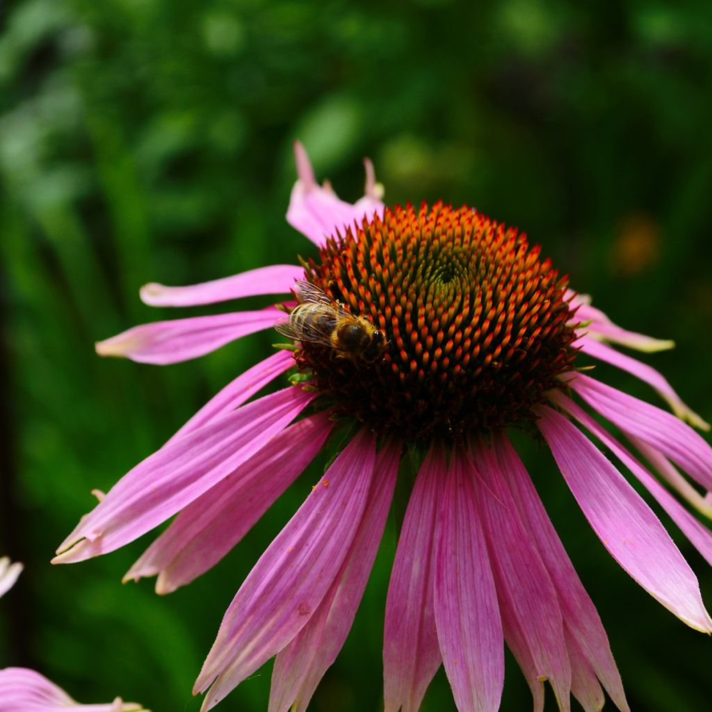 Equinácea de hoja estrecha - Echinacea angustifolia