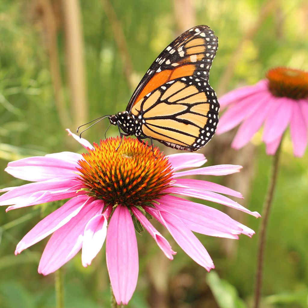 Equinácea de hoja estrecha - Echinacea angustifolia