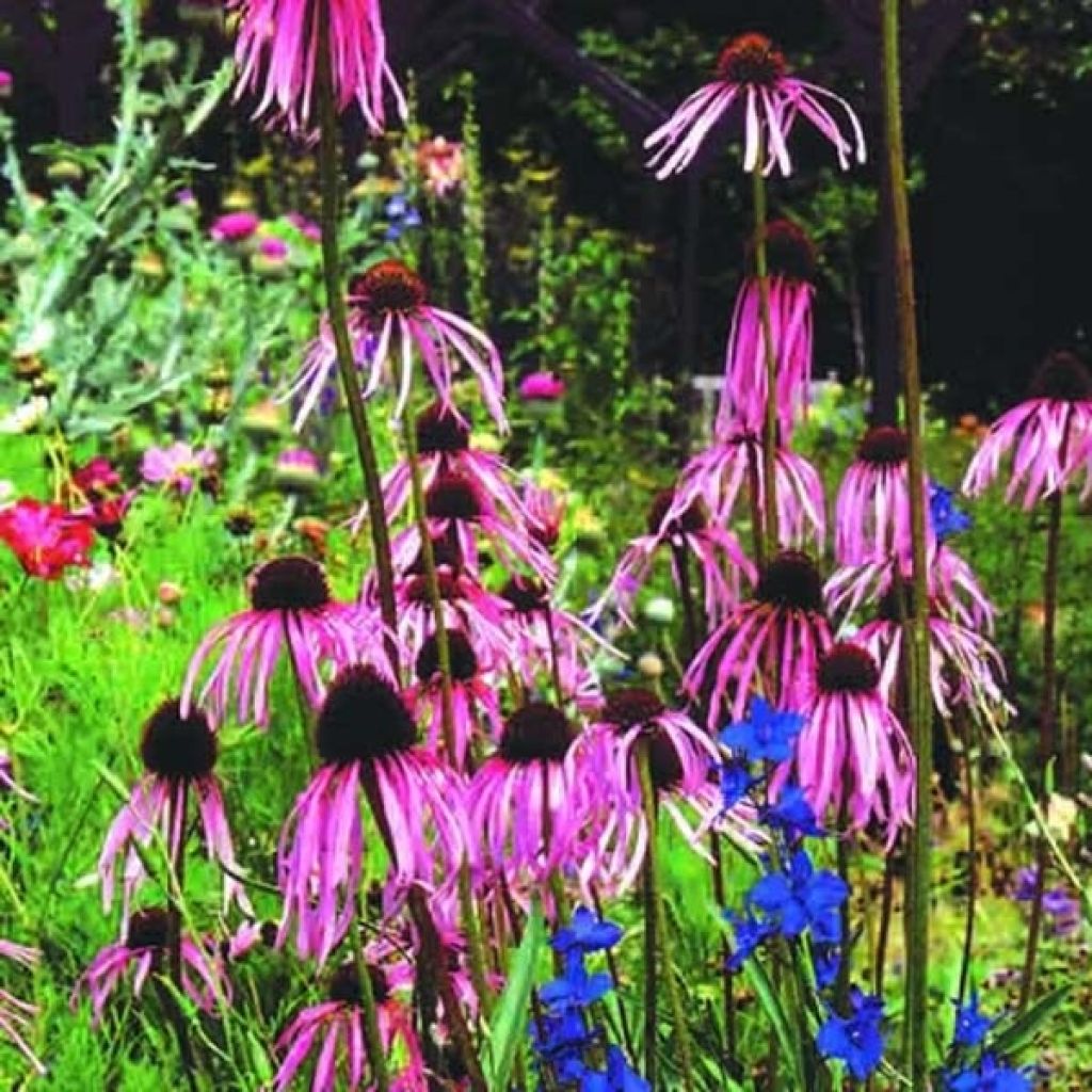 Echinacea pallida - Equinácea pálida