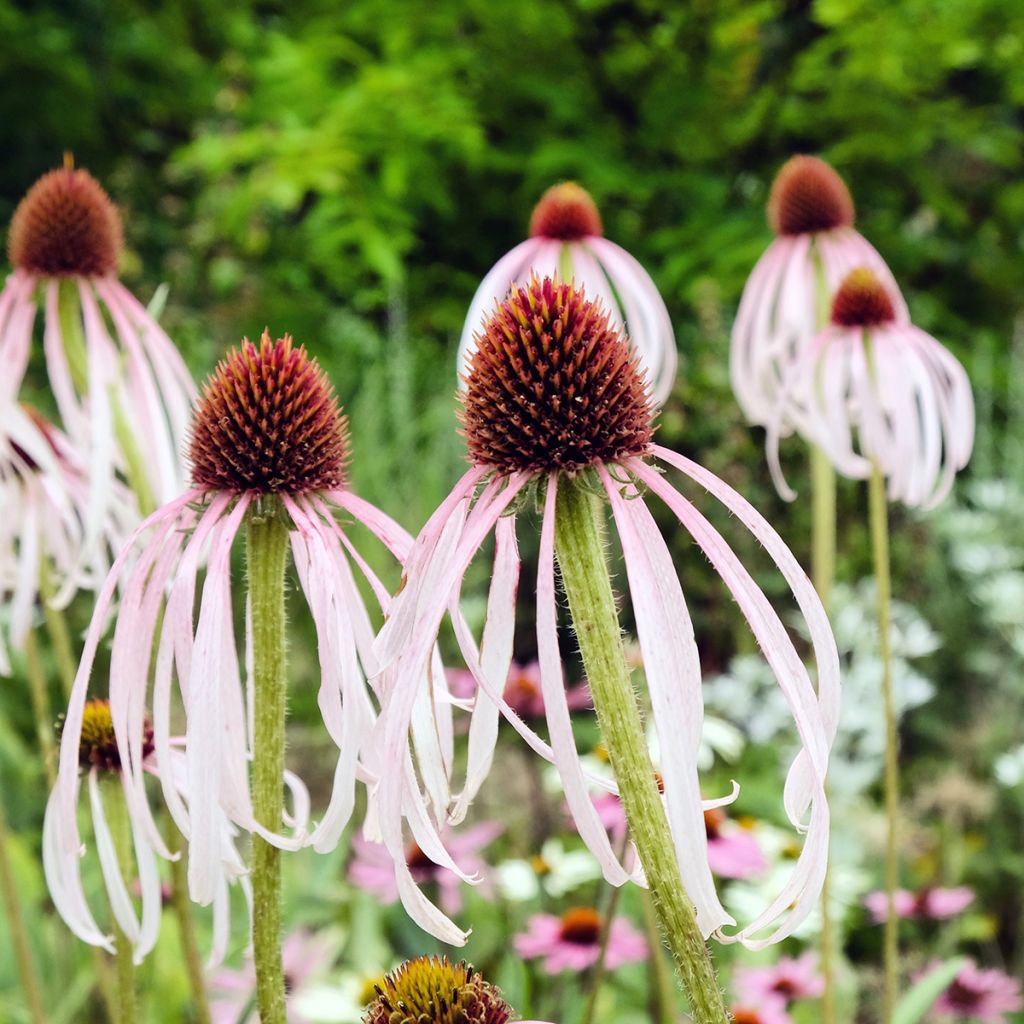 Echinacea pallida - Equinácea pálida