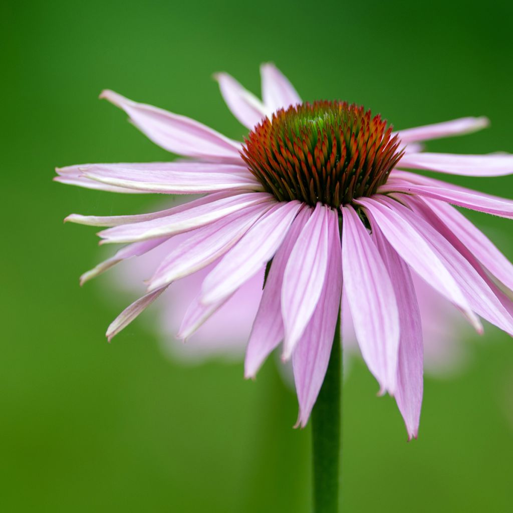 Echinacea pallida - Equinácea pálida