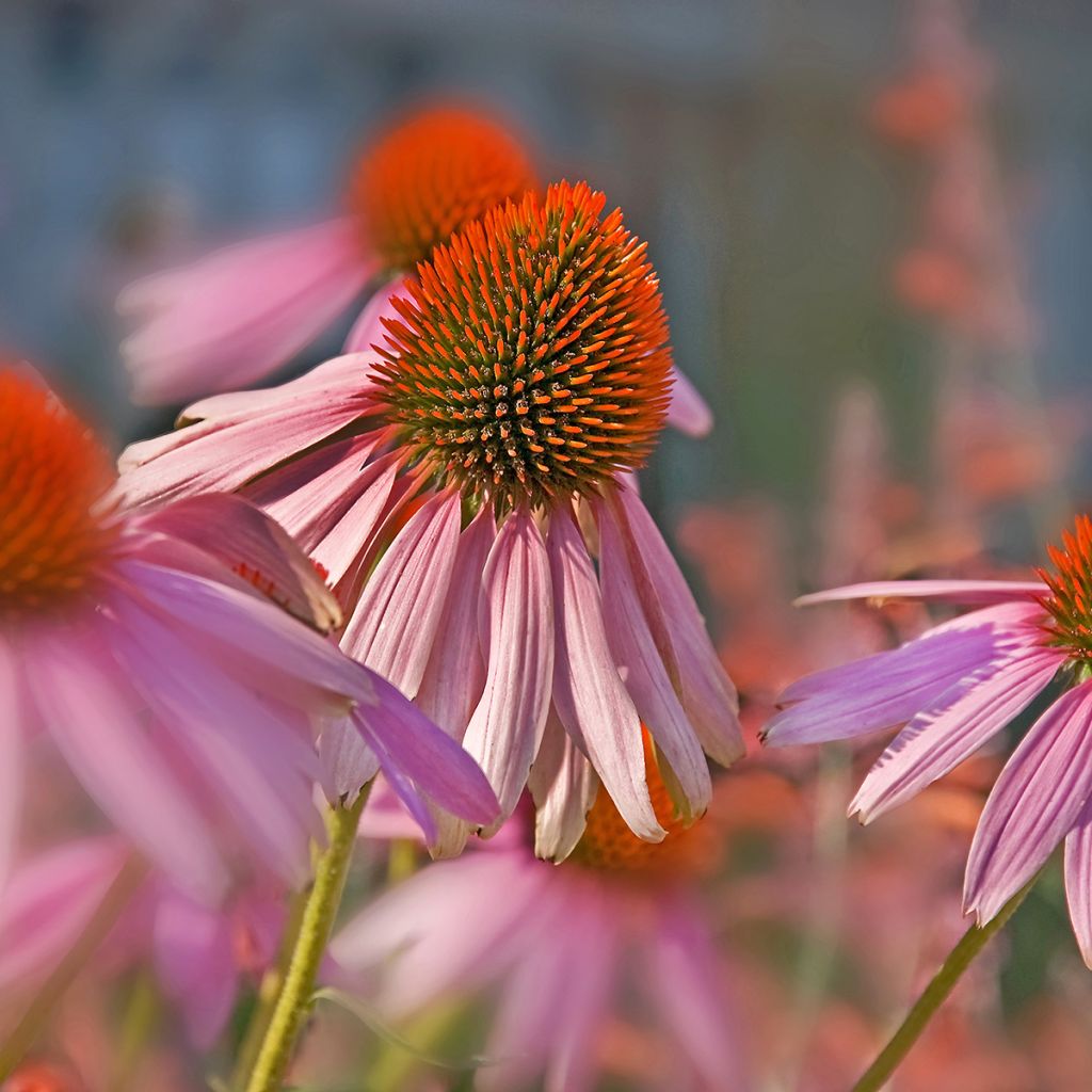 Echinacea pallida - Equinácea pálida