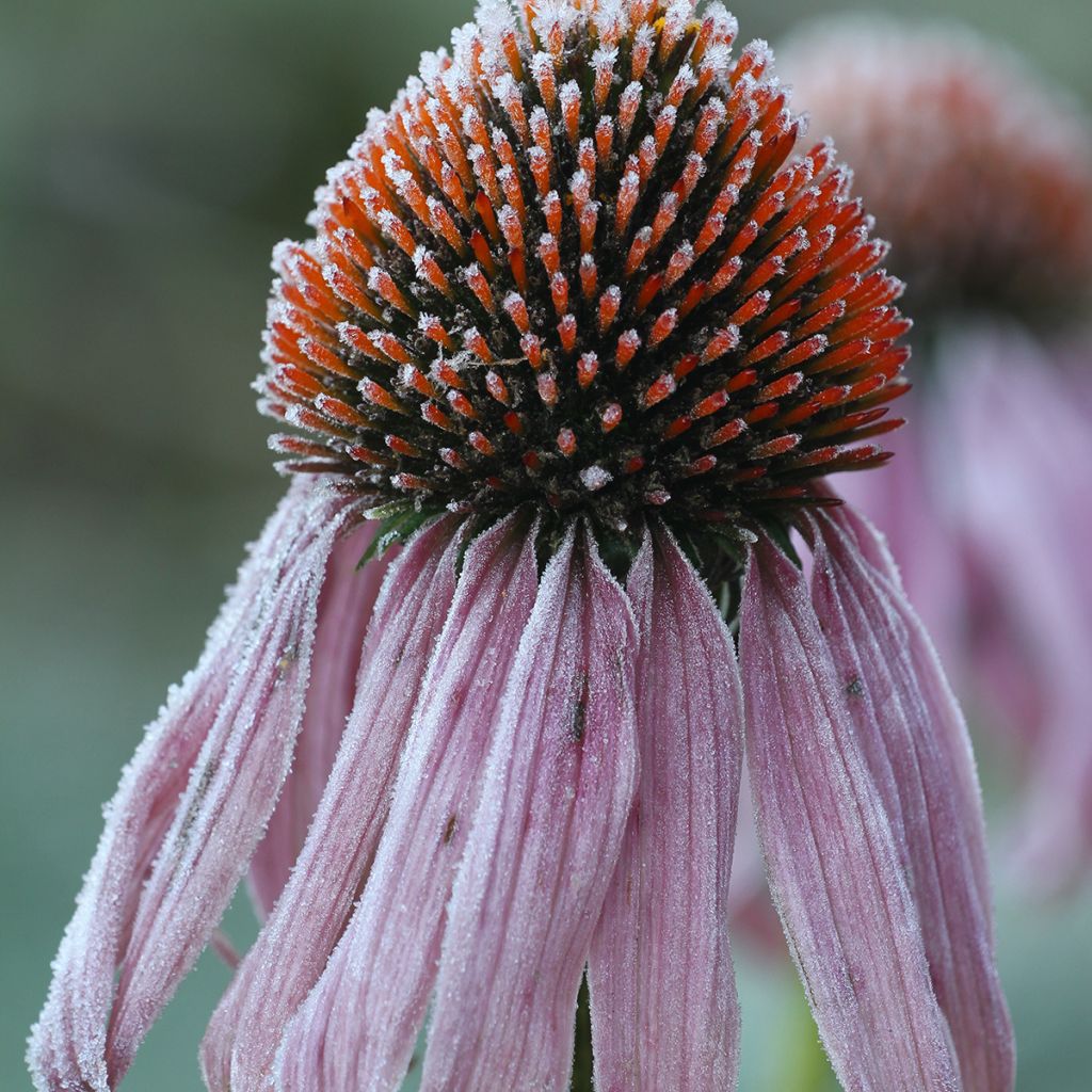 Echinacea pallida - Equinácea pálida