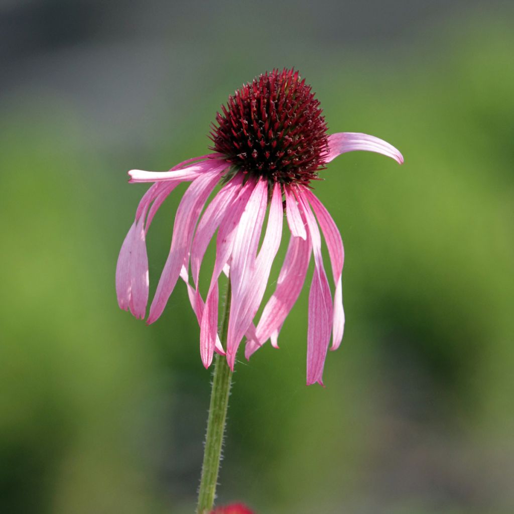 Echinacea pallida - Equinácea pálida