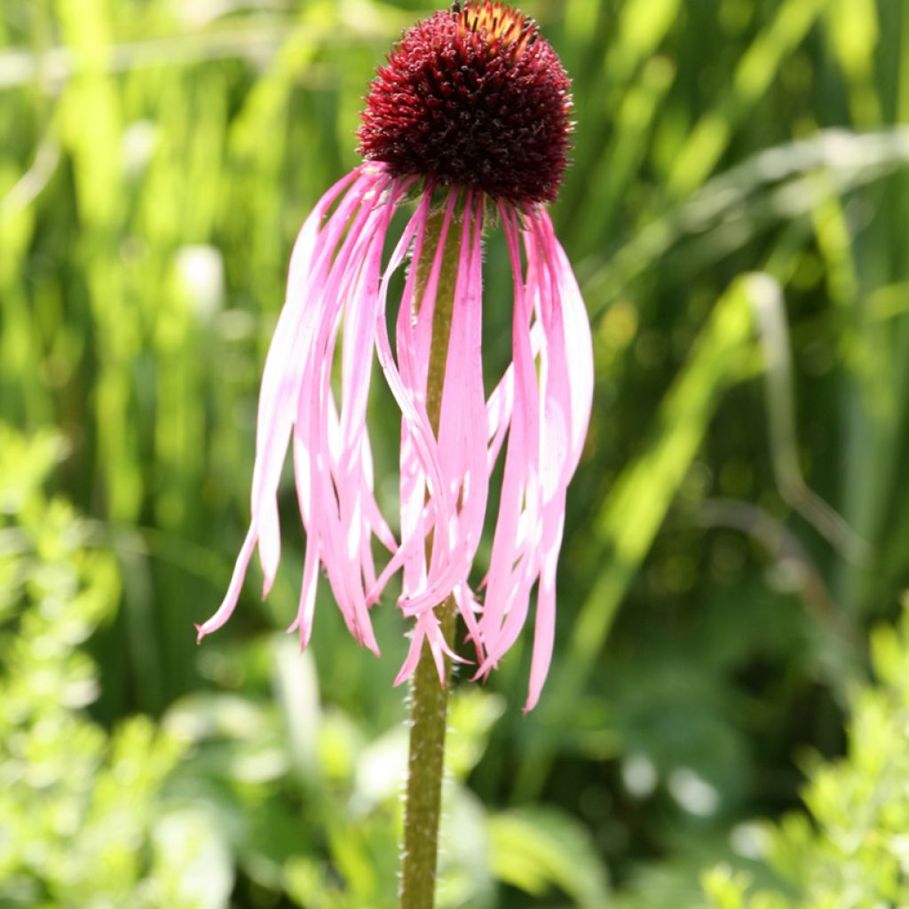 Echinacea pallida - Equinácea pálida