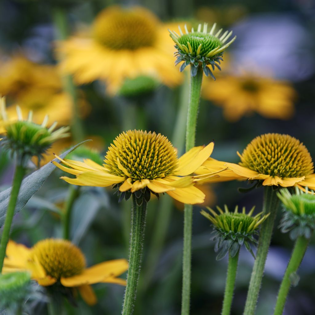 Echinacea paradoxa - Equinácea paradójica