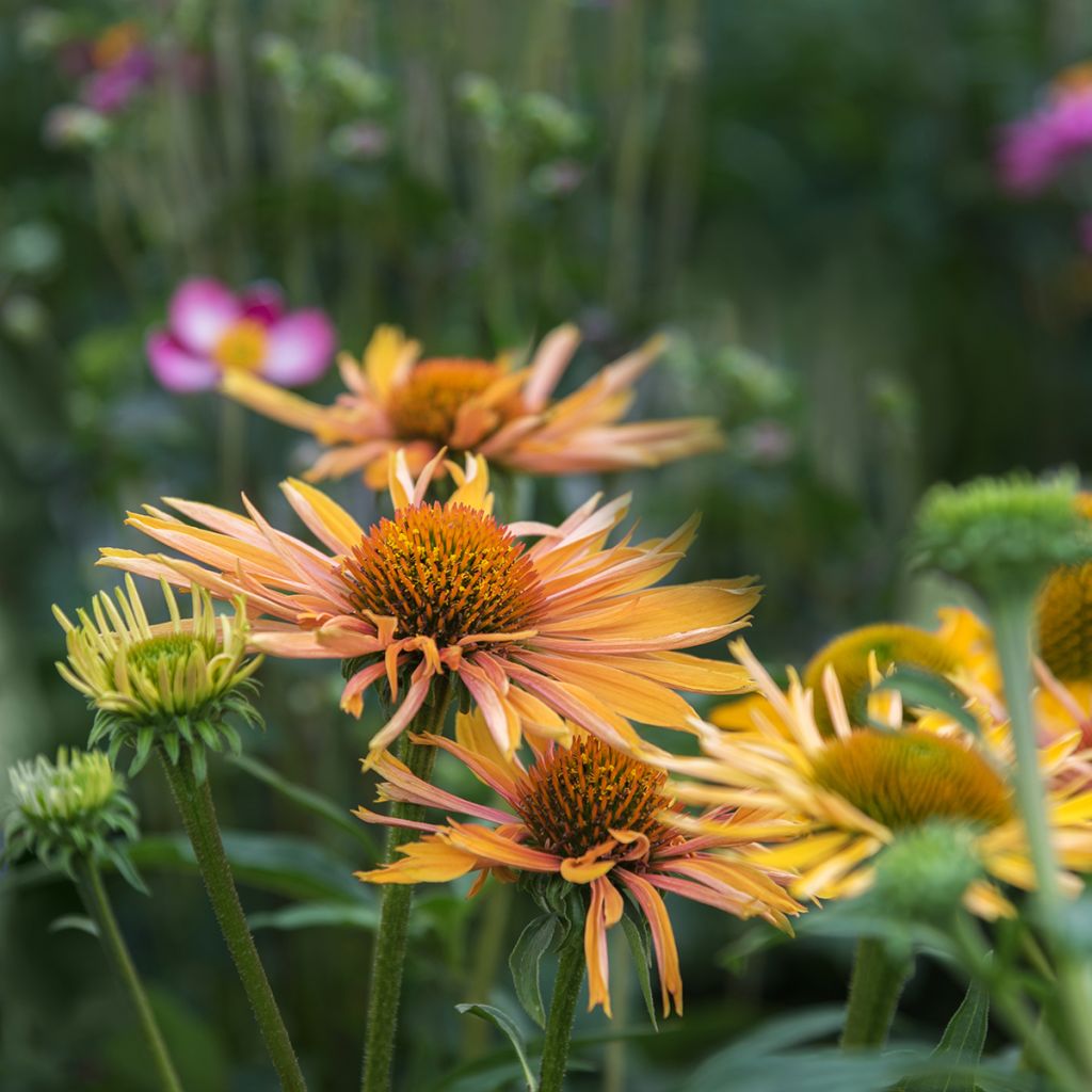 Echinacea paradoxa - Equinácea paradójica