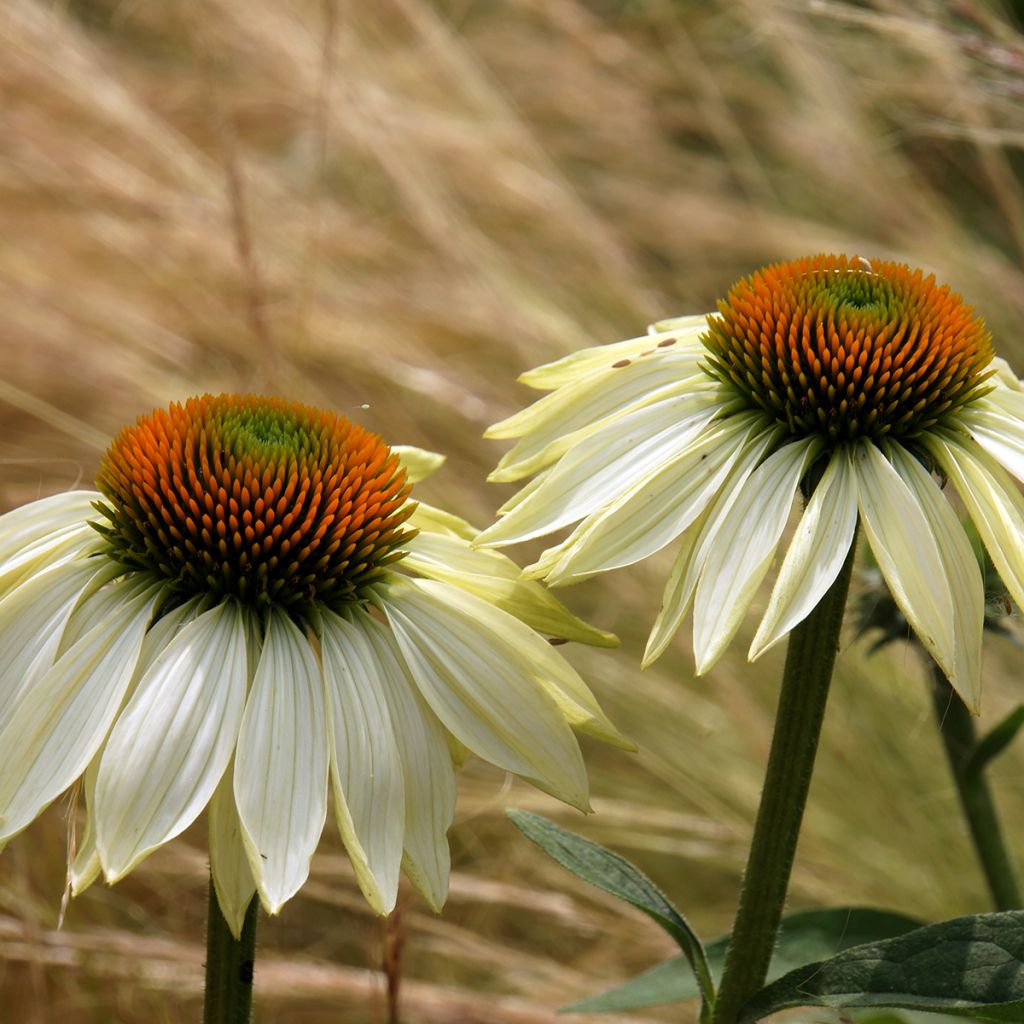 Echinacea purpurea Alba