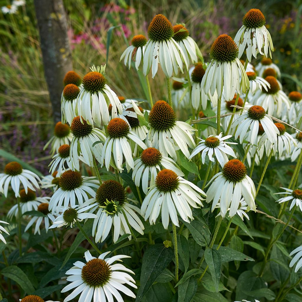 Echinacea purpurea Alba