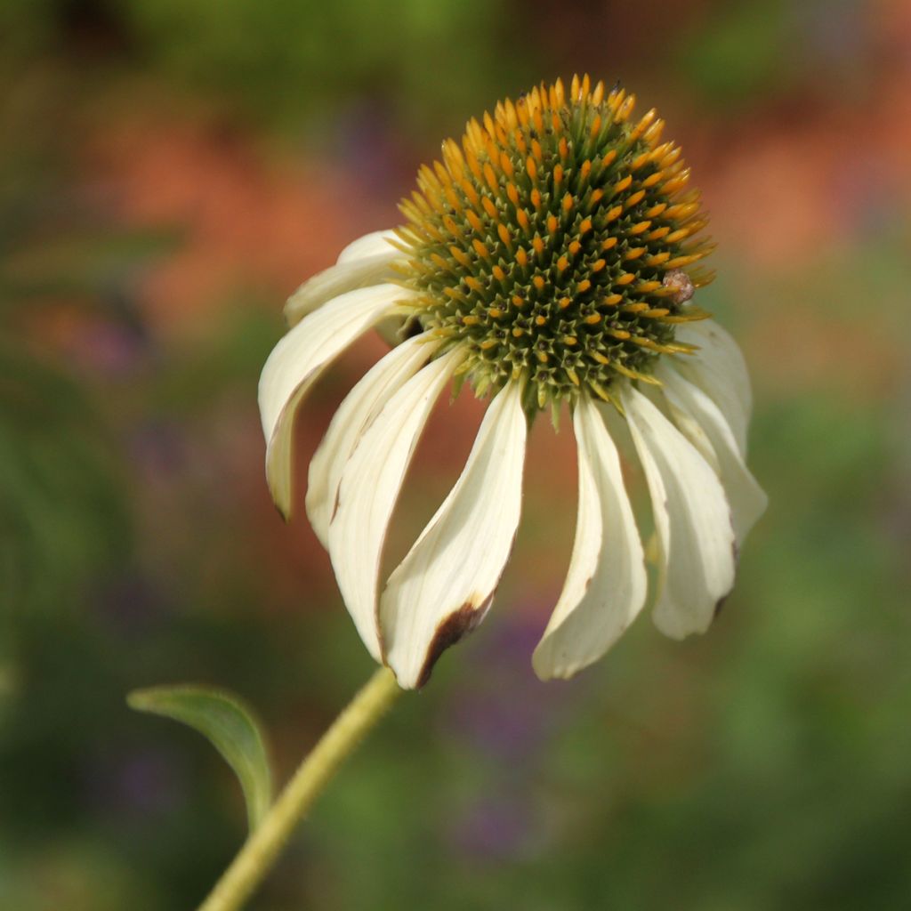 Echinacea purpurea Alba