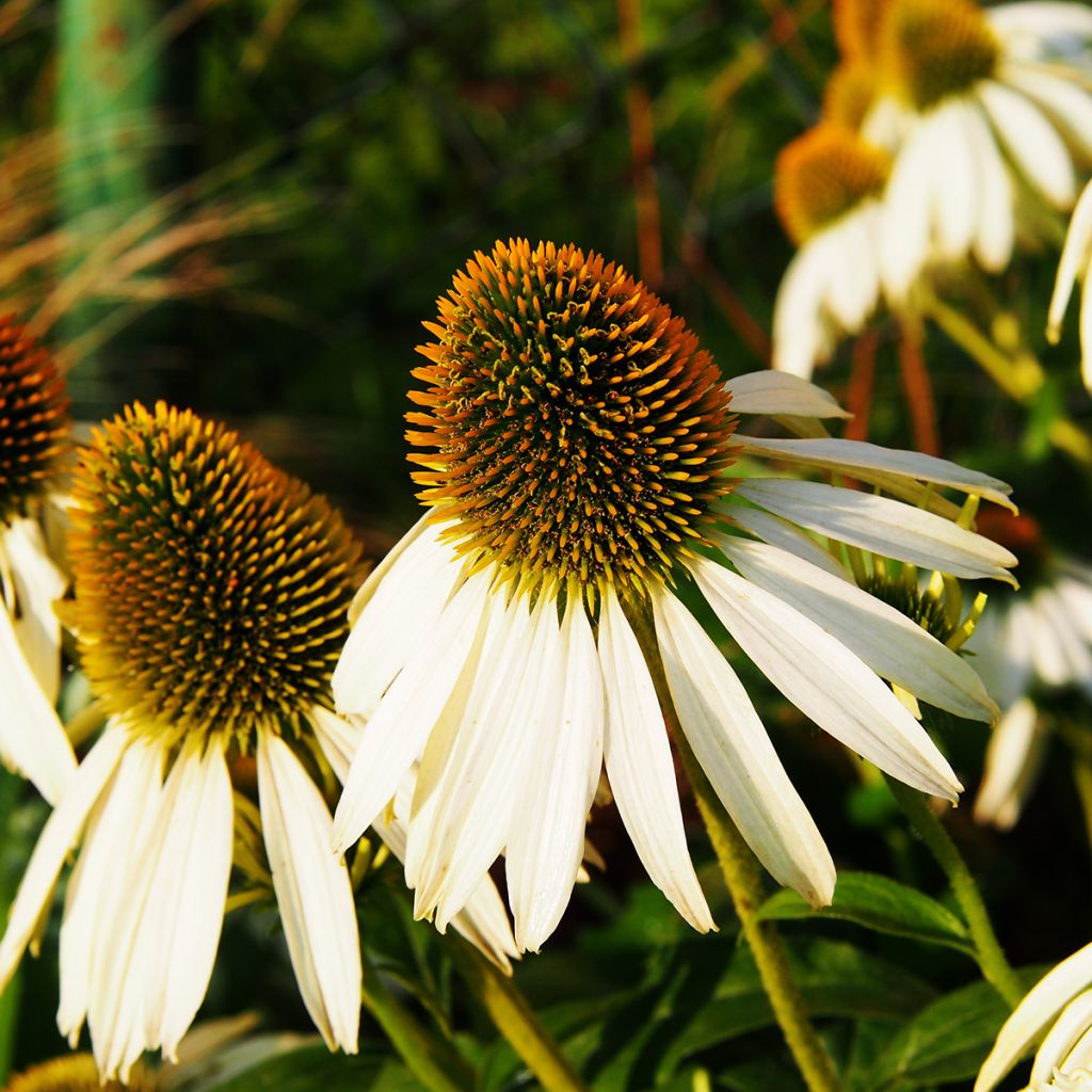 Echinacea purpurea Alba