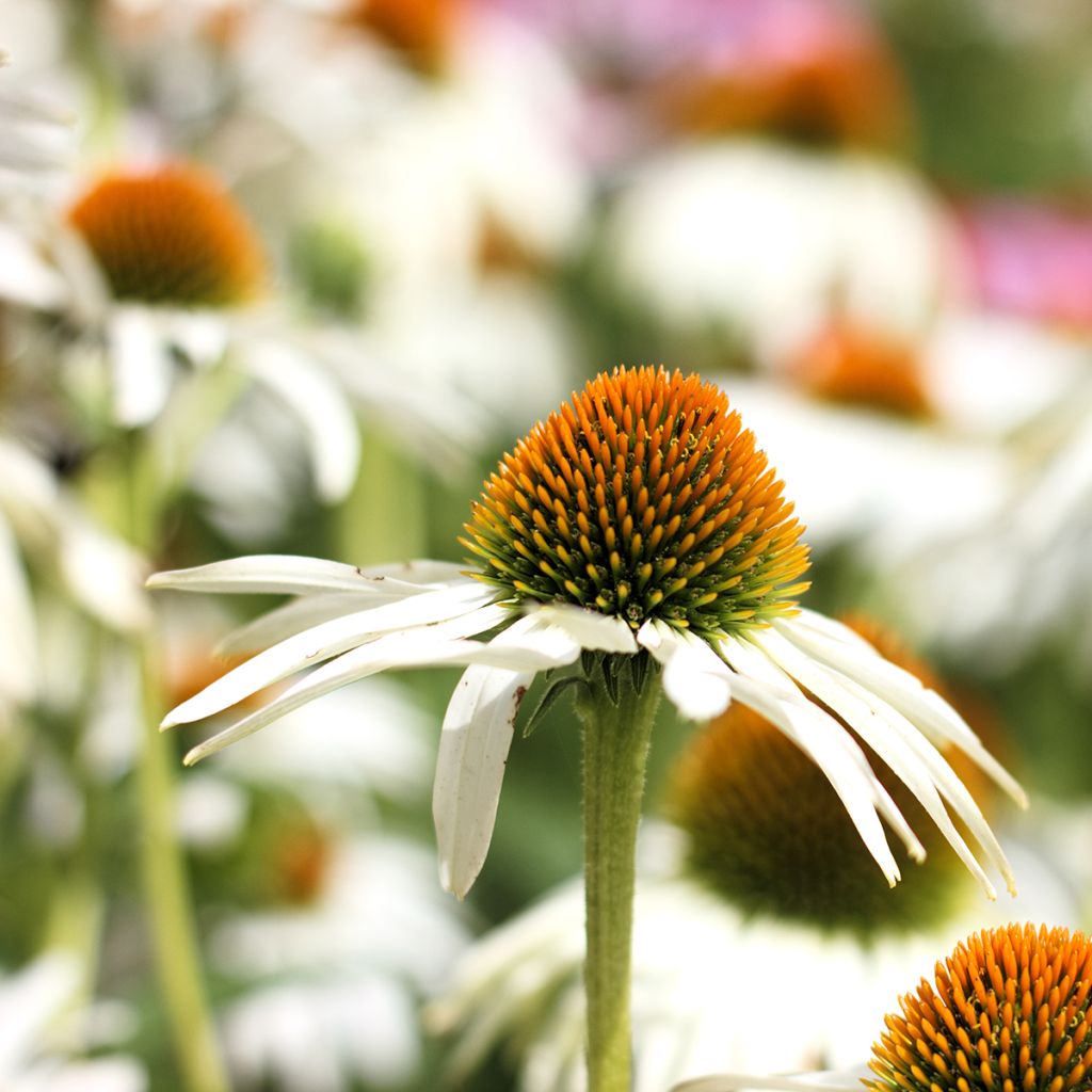 Echinacea purpurea Alba (semillas)