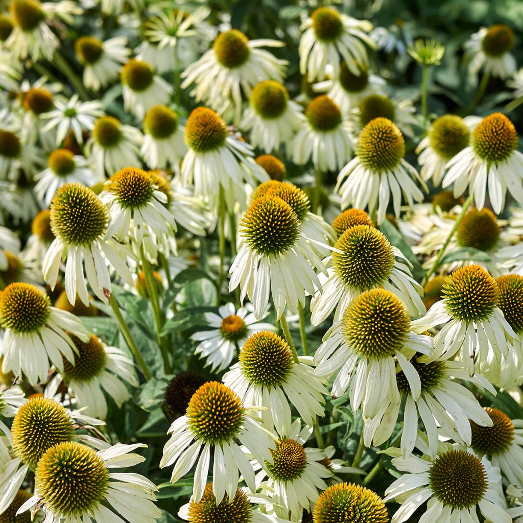 Echinacea purpurea Alba (semillas)