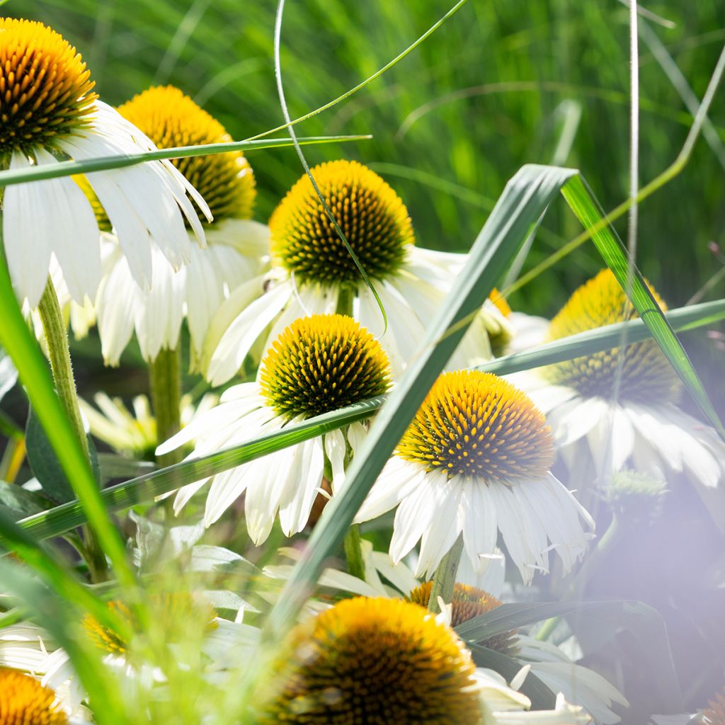 Echinacea purpurea Alba (semillas)